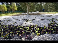 Η καθαρή λειτουργία ελιών