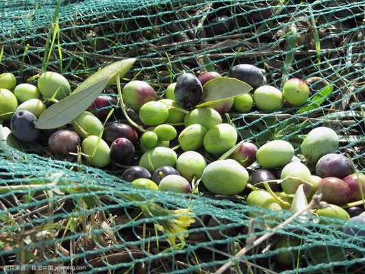 Μηχανή ραπ ραπ Ρασκέλ SRCP για γεωργικά δίχτυα